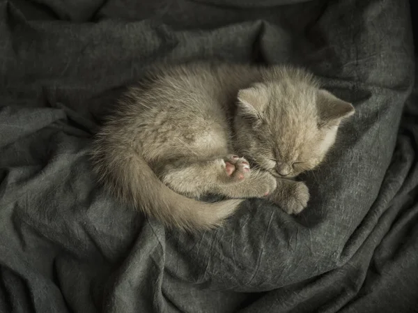 Little Kitten Sleeping Grey Textile Background — Stock Photo, Image