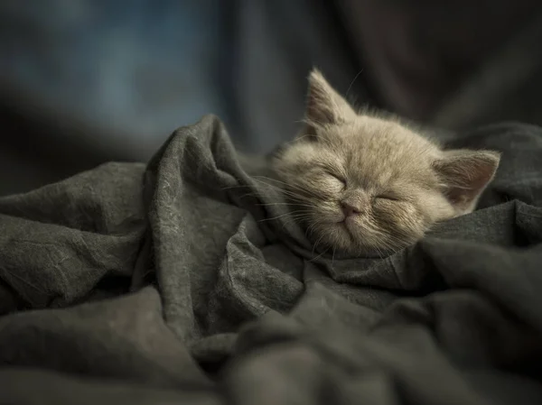 Little kitten sleeping on a grey textile background