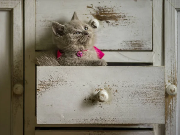 Little Kitten Playing Furniture — Stock Photo, Image