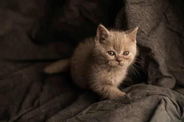 Little Kitten Playing Grey Textile Background — Stock Photo, Image