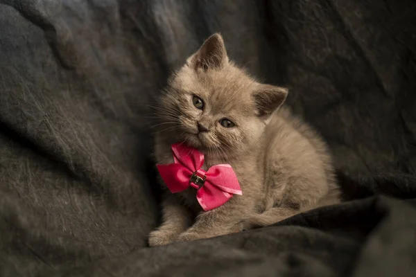 Little Kitten Playing Grey Textile Background — Stock Photo, Image
