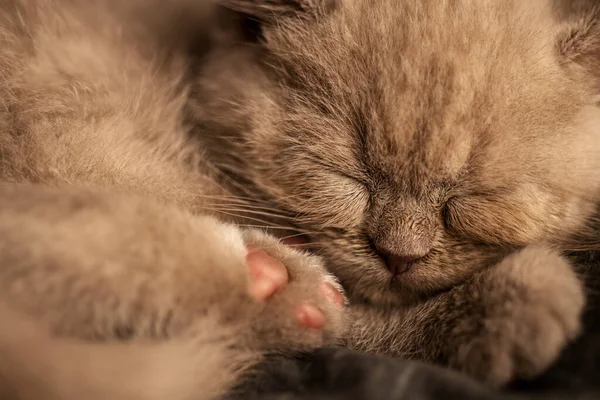 Beautiful Cat Dark Background — Stock Photo, Image