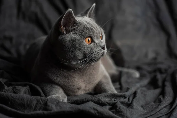 Beautiful Cat Dark Background — Stock Photo, Image