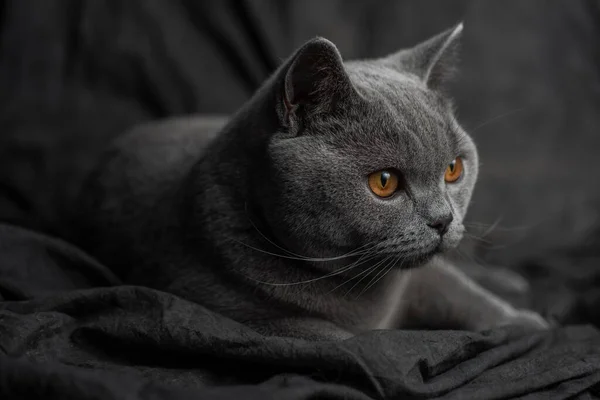 Beautiful Cat Dark Background — Stock Photo, Image