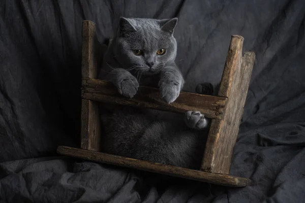 Schöne Katze Vor Dunklem Hintergrund — Stockfoto