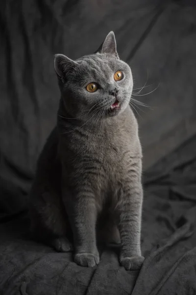 Bellissimo Gatto Uno Sfondo Scuro — Foto Stock