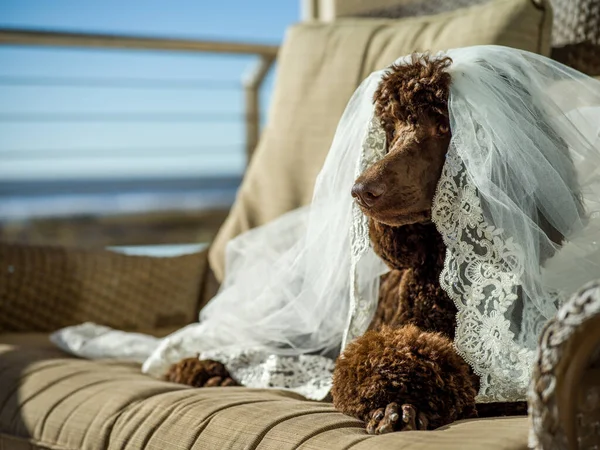 Cute Dog Dressed Maid Honor — Stock Photo, Image