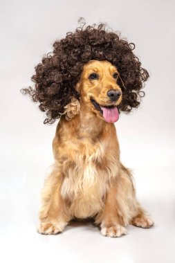 Cocker Spaniel stüdyoda beyazın üstünde