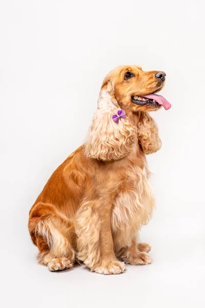 Cocker Spaniel Studio Bianco — Foto Stock