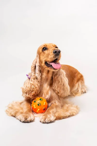 Cocker Spaniel Studio White — Stock Photo, Image