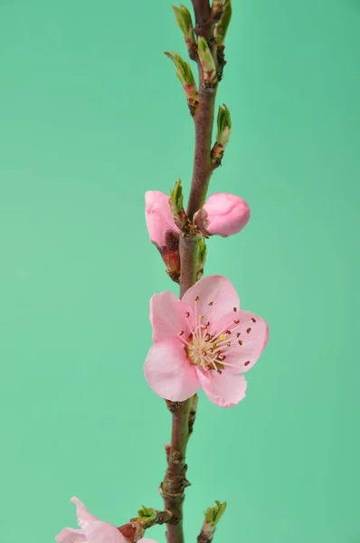 緑の背景に桃の花 — ストック写真