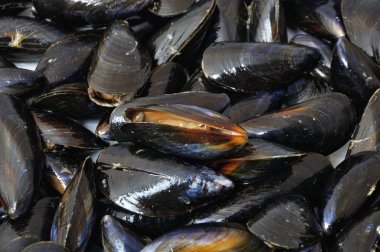 Midye arka plan üzerinde bir Pazar