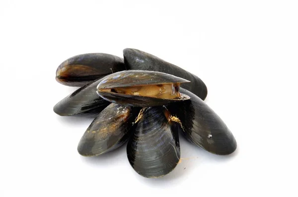 Mussel on a white background — Stock Photo, Image