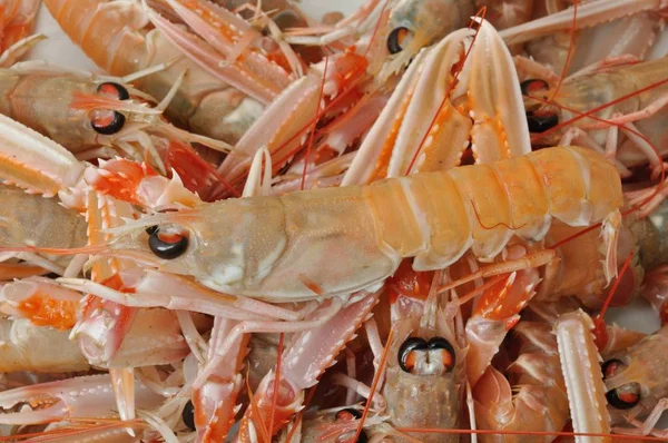 Närbild av tre scampi — Stockfoto