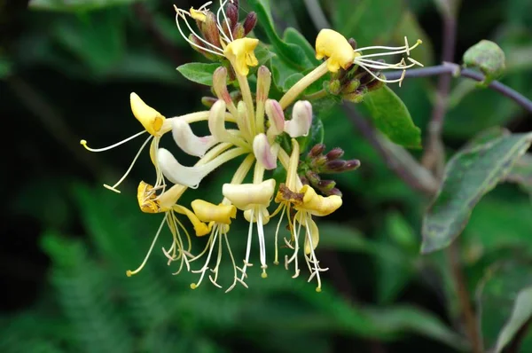 Flores de madreselva en Francia —  Fotos de Stock