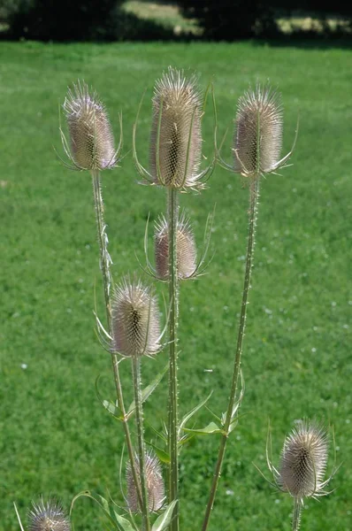 Wilde Teasel in een weide Frankrijk — Stockfoto