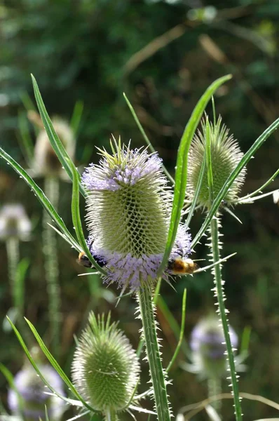 Wilde Teasel in Frankrijk — Stockfoto