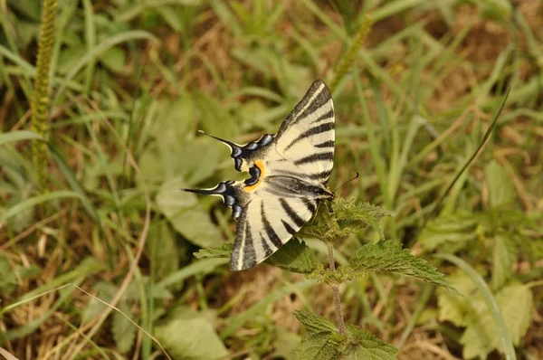 Канадський Swallowtail тигр — стокове фото