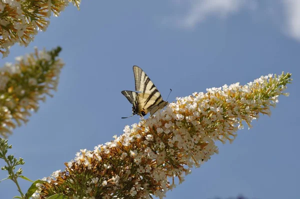 Kanadalı kaplan swallowtail — Stok fotoğraf