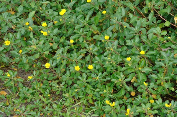 Bunga besar Primrose — Stok Foto