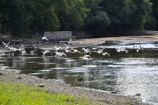 Kudde van meeuwen op een rivier — Stockfoto