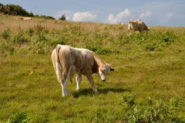 Kühe auf Weiden in der Normandie — Stockfoto