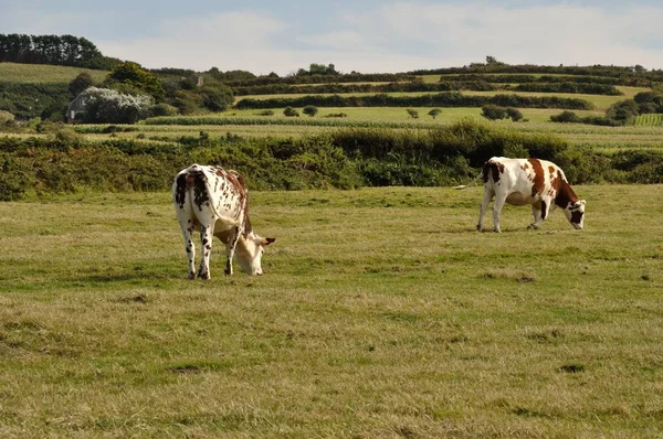 Kühe auf Weiden in der Normandie — Stockfoto