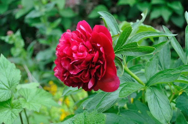 Pfingstrose blüht in einem Garten — Stockfoto