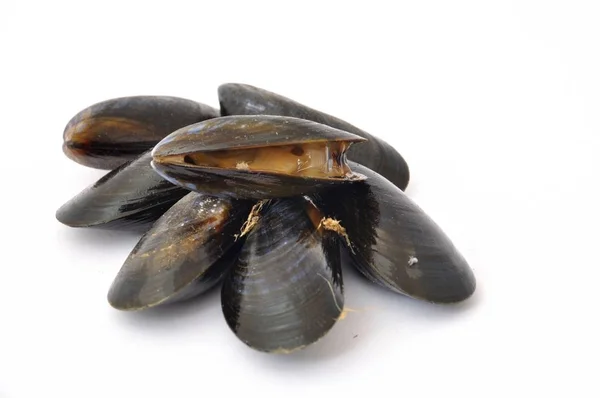 Mussel  on a white background — Stock Photo, Image