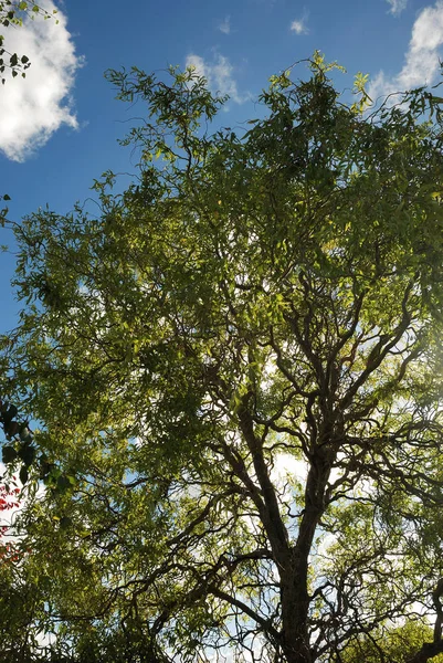 Tree in autumn colours — Stock Photo, Image