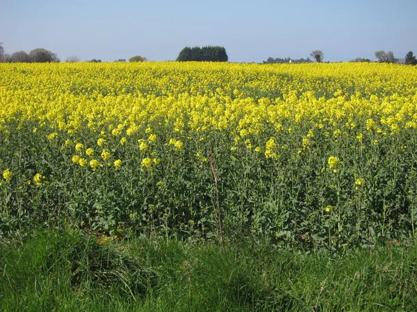 Fiore di colza in Bretagna — Foto Stock