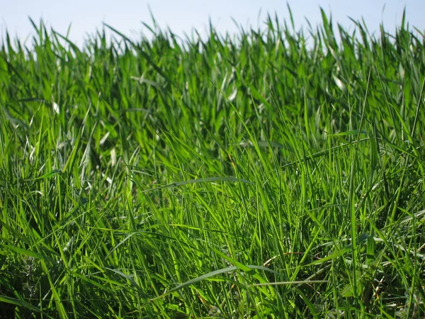 Пшеница в поле в Бретани — стоковое фото