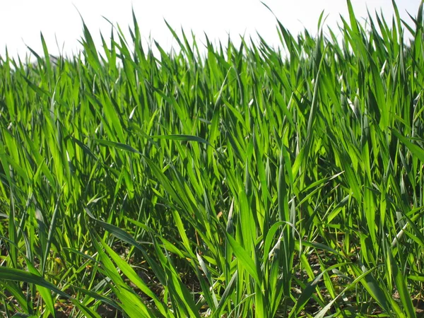 ブルターニュ地域圏の畑に小麦 — ストック写真