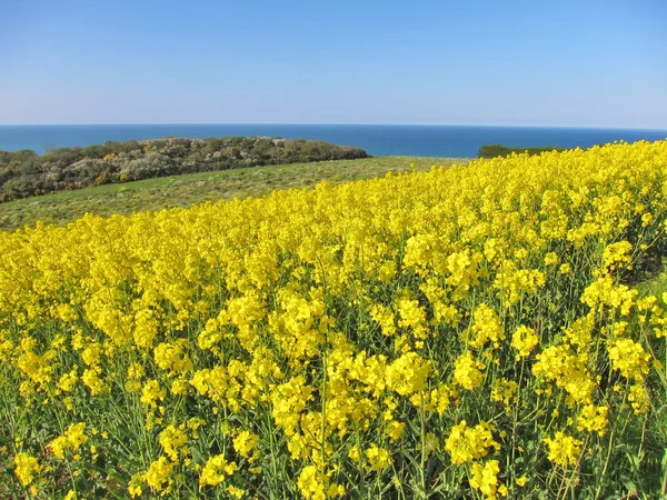 Blume des Raps in der Bretagne — Stockfoto