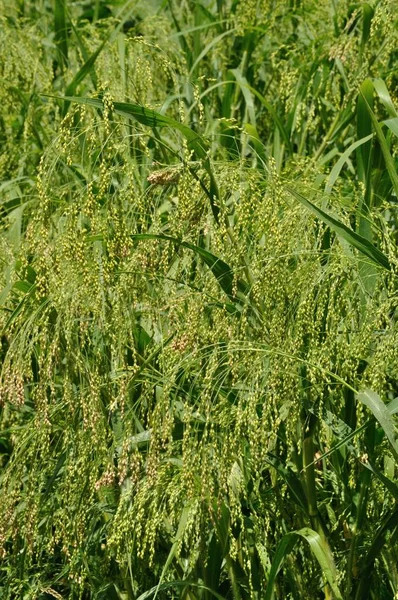 Millet in a field in France — Stock Photo, Image