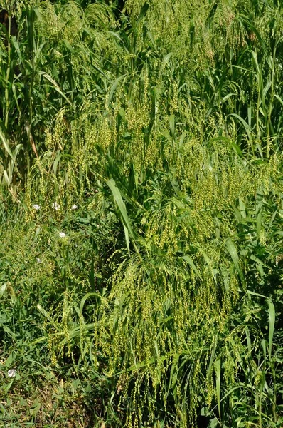 Millet in a field in France — Stock Photo, Image