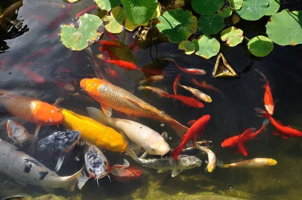 公園の池で鯉鯉 — ストック写真