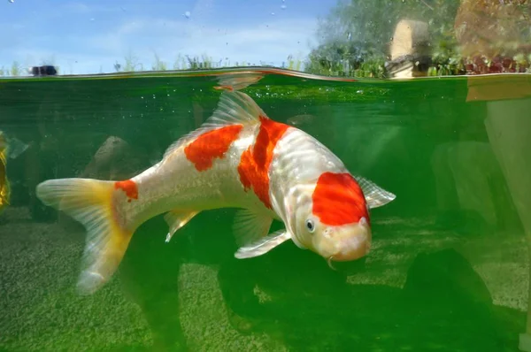 公園の池で鯉鯉 — ストック写真