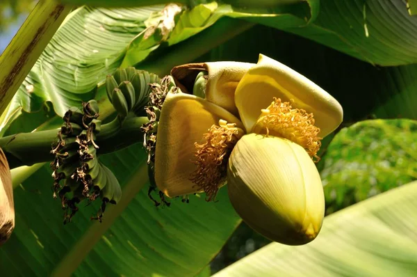 Bananier avec fleur — Photo