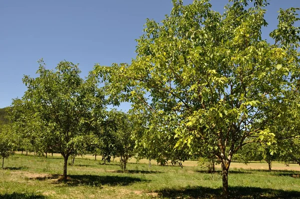 Trees in fields in Dordogne — Stock Photo, Image