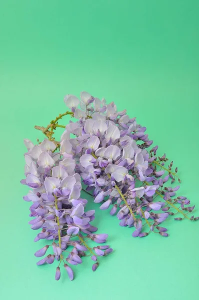 Wisteria  on a green background — Stock Photo, Image