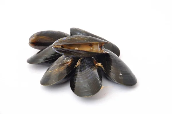 Mussel studio shot on a white background — Stock Photo, Image