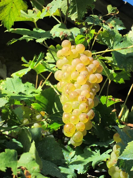Vinha de uva em França — Fotografia de Stock