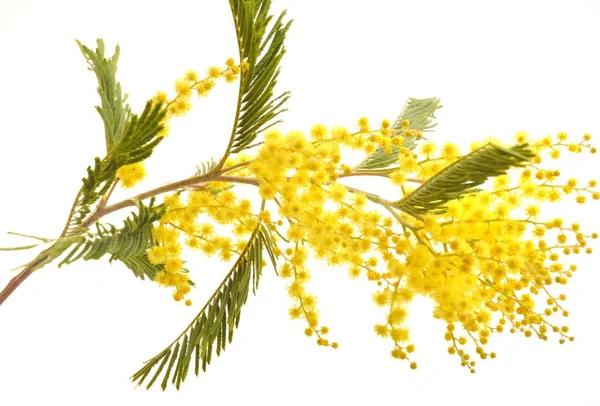 Mimosa flores sobre un fondo blanco — Foto de Stock