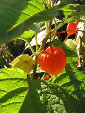 Physalis bir Bahçe