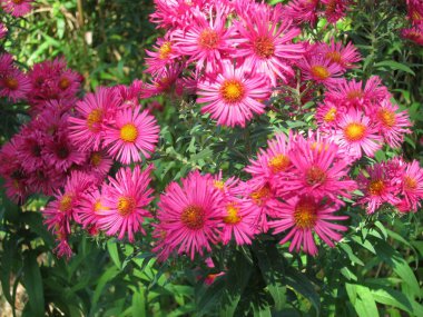 Aster Çiçek Bahçe