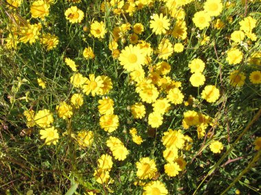 Fransa'da Çayırlığında altın papatya