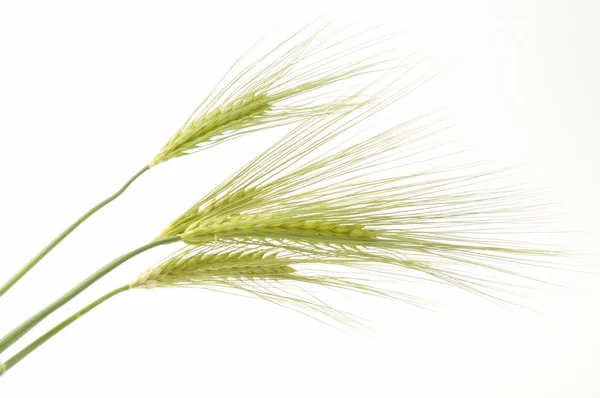 Wheat on a white background — Stock Photo, Image