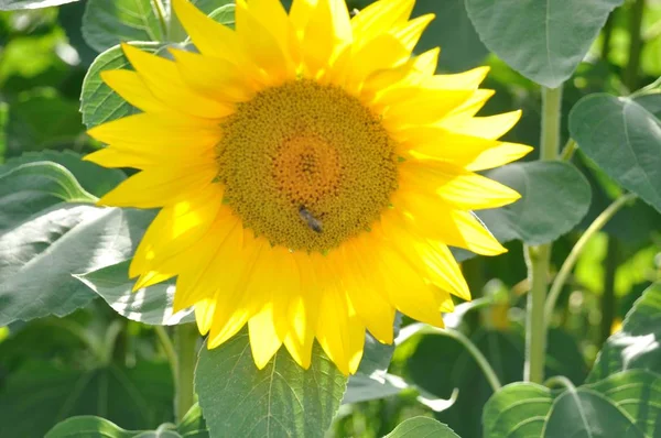 Sun virág mező Dordogne-ban — Stock Fotó