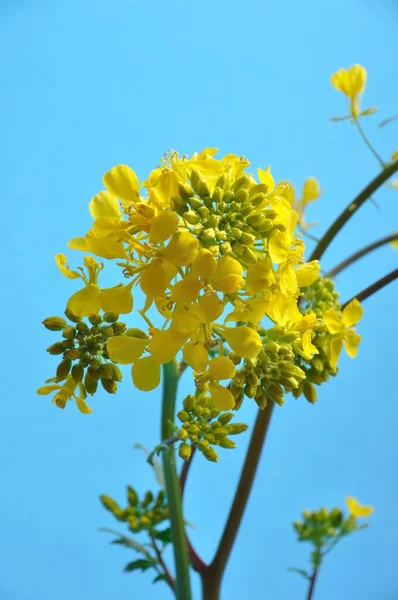 Flor de mostaza amarilla con hoja — Foto de Stock